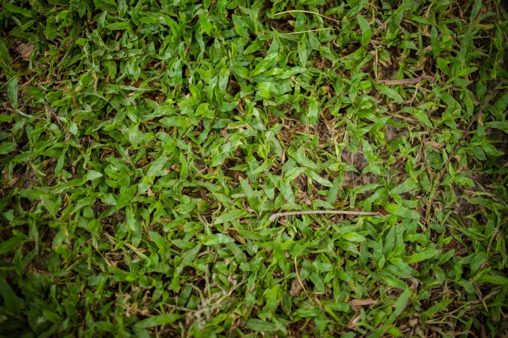 Grass is a green feild